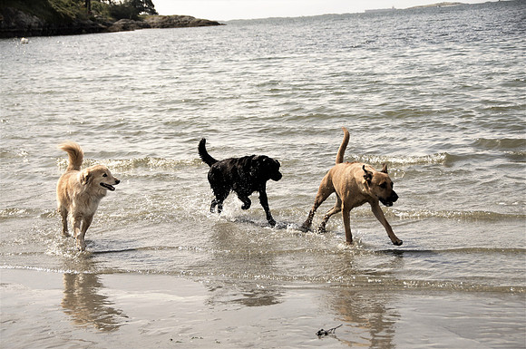 Caboro Bay dogs