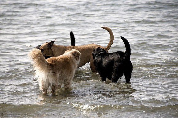 Friends in the bay