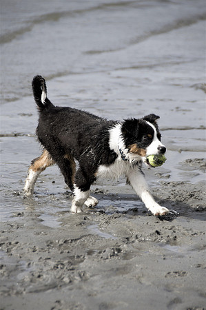 Koda1