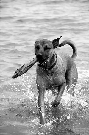 Brando2bw