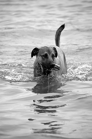 Brando4bw