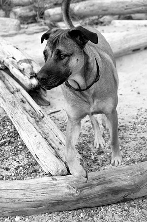 Brando1bw