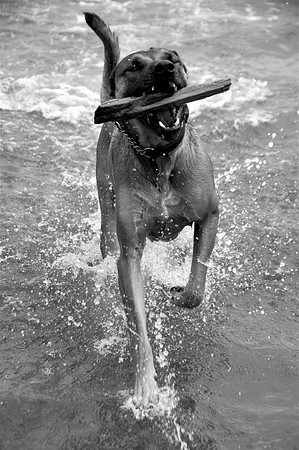 Brando3bw