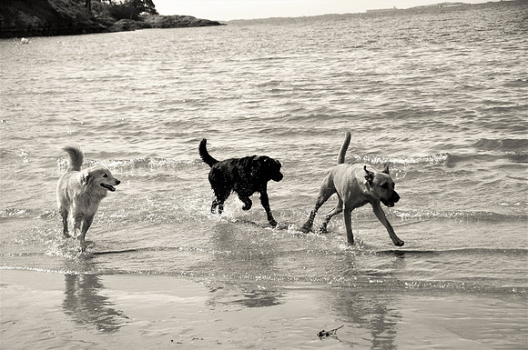 Caboro Bay dogsbw