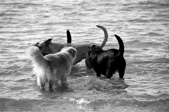 Friends in the baybw