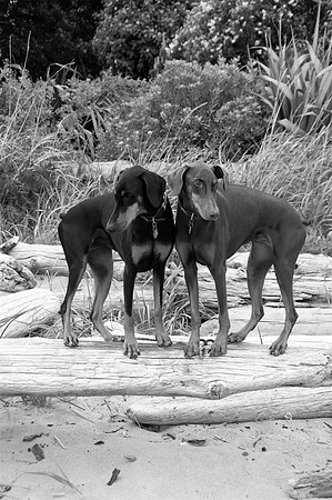 Hilde & Willa3bw