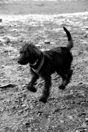 izzy3bw