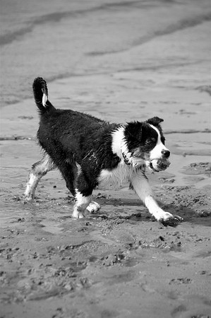 Koda1bw