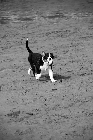 Koda2bw