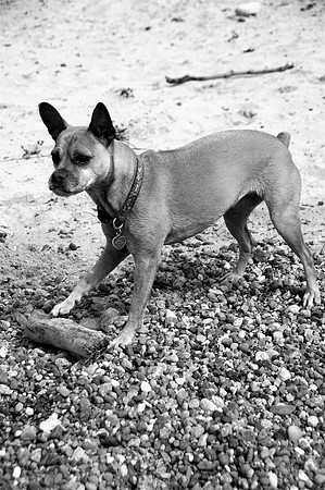 Ruby1bw