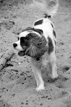 Sunny1bw