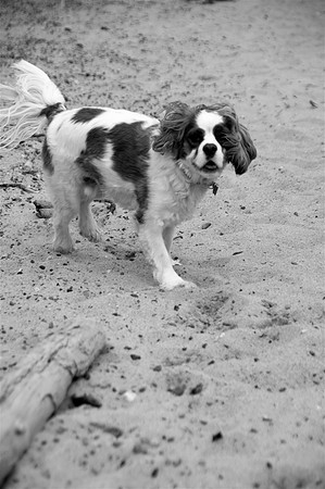 Sunny2bw