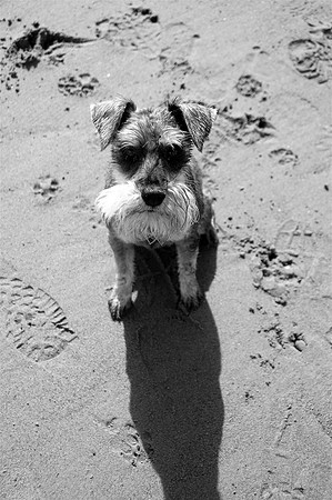 Walter2bw