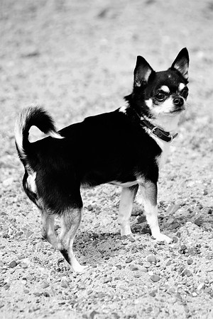 Lola2bw