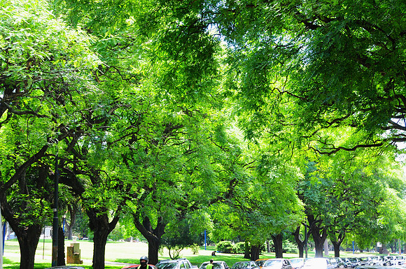 Beautifully treed parks