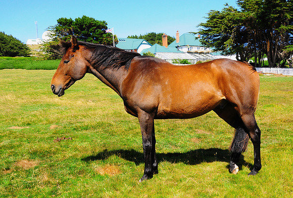 Horse grazing at Government House grounds