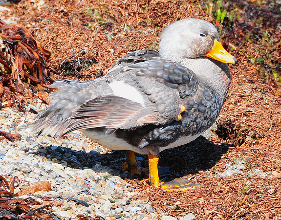 Falklands Steamer duck (flightless)
