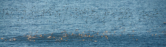Gulls feeding and flying