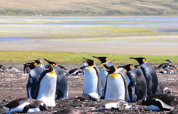 King penguins at Bluff Cove