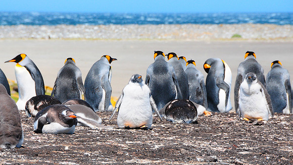 King penguins with backs to Gentoo babies