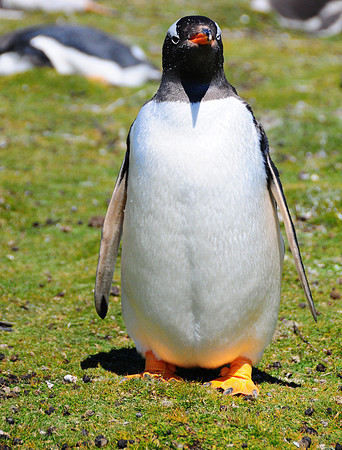 Gentoo penguin