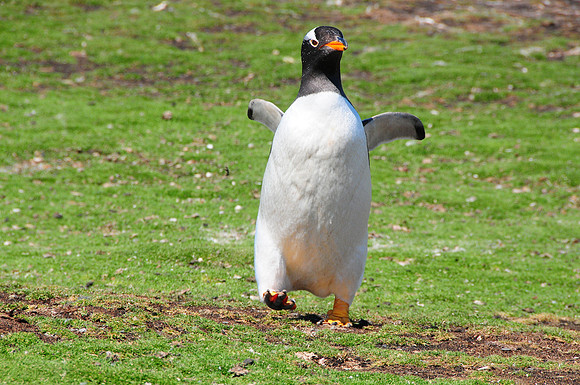 Gentoo in a hurry