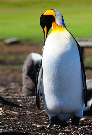 King penguin