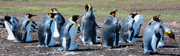 King penguins keeping their eggs warm