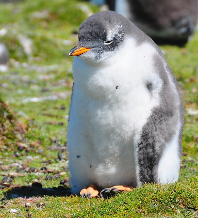 Baby Gentoo