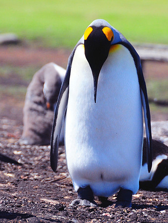 King in classic penguin pose
