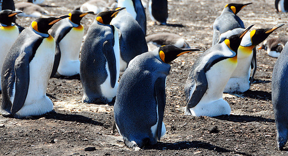 King penguins