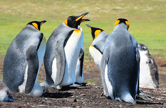 King penguins