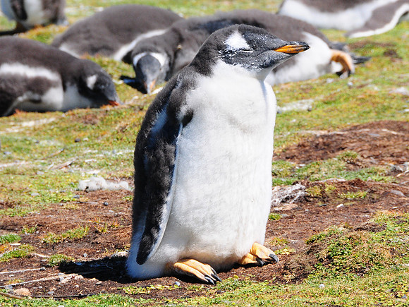 Baby Gentoo