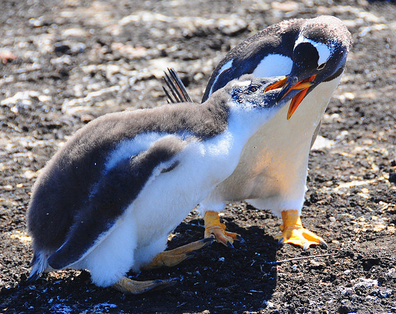 Gentoo baby being fed by regurgitation