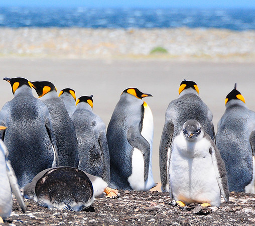 Baby Gentoos among King penguins