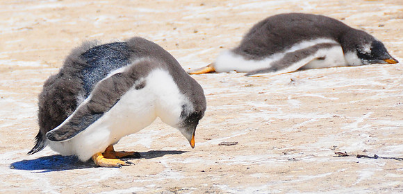 Baby Gentoo molting