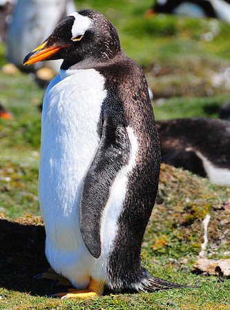 Gentoo