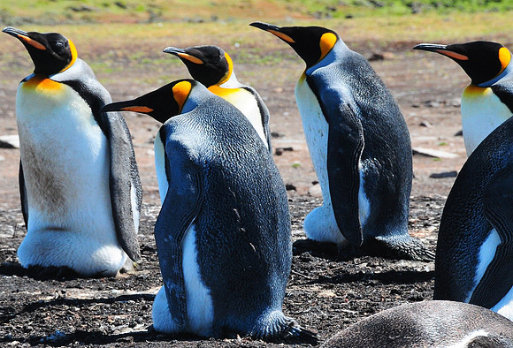 King penguins