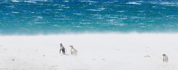 Baby Gentoos following mum for first swim