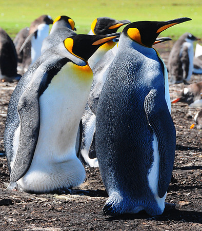 King penguins