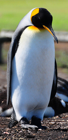Solitary King penguin