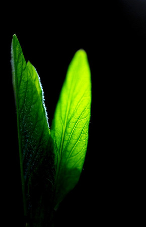 Light