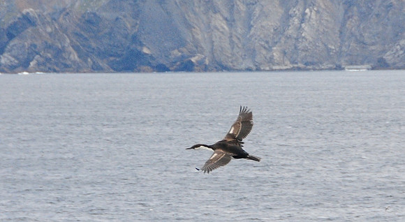 Imperial Cormorant in Beagle Channel