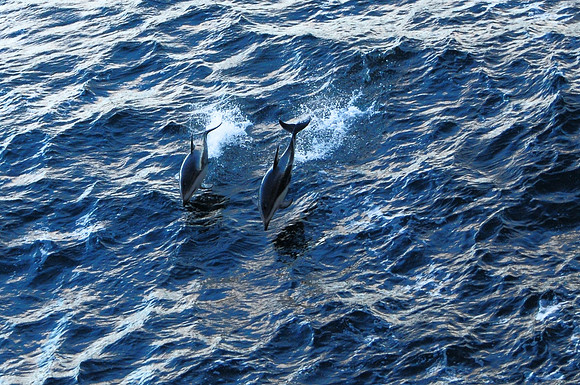 Dusky dolphins in Beagle Channel