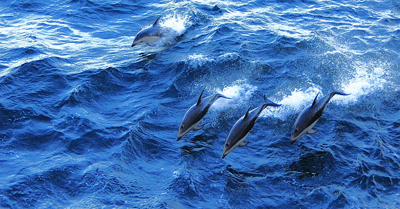 Dusky dolphins
