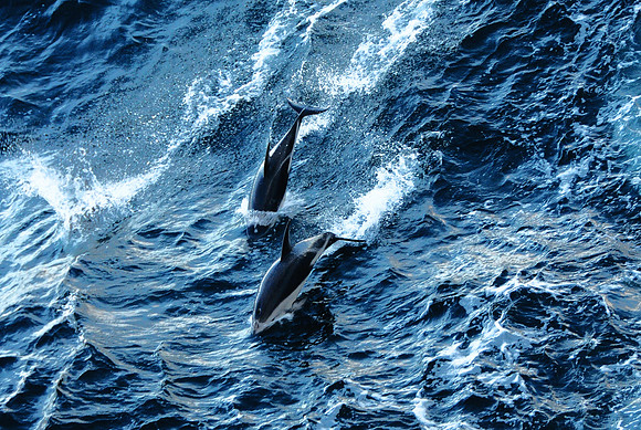 Dusky dolphins