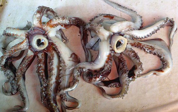 Octupi