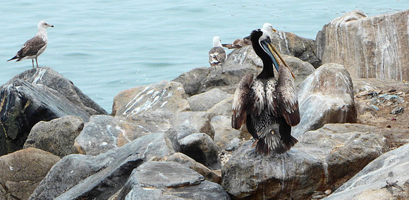 Pelican and gulls next to fish market