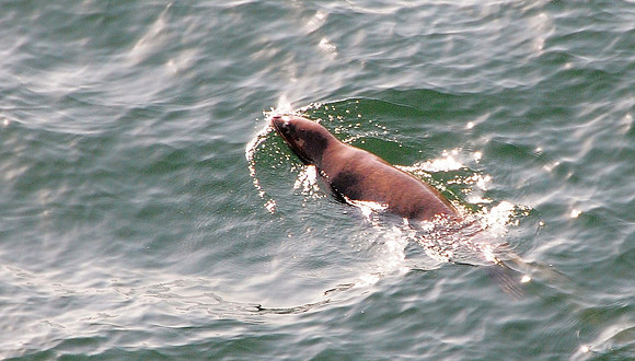 Seal in Callao harbour