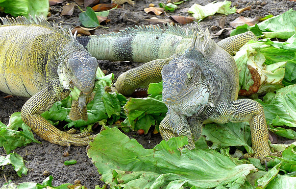 Iguanas in main park - Manta